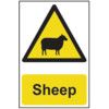 SHEEP - COREX (200 X 300MM) thumbnail-0